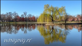 Winging It - Moment of Zen in Constitution Gardens