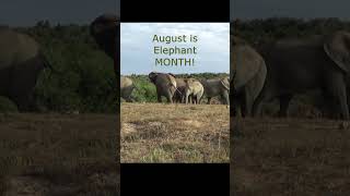 Elephant Month figuring things out