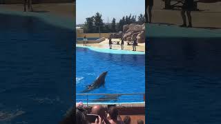 Bcn España show de delfines