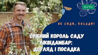 Ліквідамбар. Як Правильно Посадити та Доглядати за Ліквідамбаром?