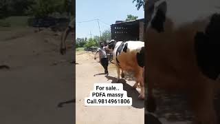 Bull for sale #farmer #viral #bull #buffalow #farmerfarmer #farming #youtubeshorts #song #music