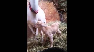 Saanen mom nubian goat dad results is adorable kid