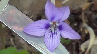 Rich Forests: Long-Spurred Violet