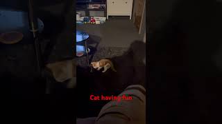 The cat having fun…