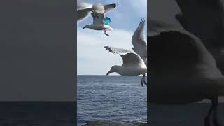 #seagull #beautyofnature #scenic #beauty #nature #maine #beach #travel