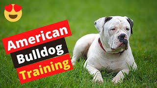 How to Train an American Bulldog? Easiest Technique to Bulldog Training