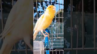 Пение канарейки-самца. Пение канарейки #canary_bird_twitter #Singing_bird_canary #Canary #Canary