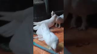 lihat depan rumah saya melihat hewan saya burung darah merpati populer  udah berkembang biak