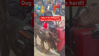 Dog isdoingtheJob! #shortsvideo #viralvideo #workingdog #viraltoday #philippines #onlyinphilippines