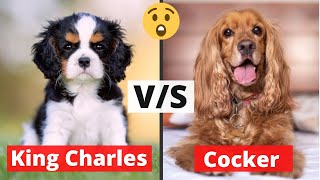 King Charles Spaniel v/s Cocker Spaniel | Which is Better?