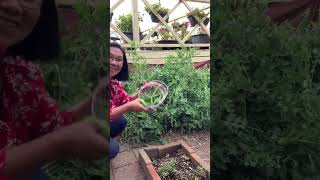 Harvesting Green Peas #shorts  #garden #viral #vegetables