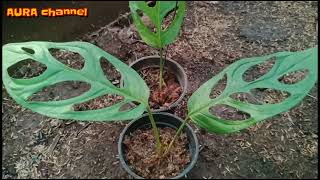 Pohon Janda Bolong Varigata Local, Monstera Adansonii Variegated, Tanaman Hias Koleksi