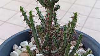 Молочай Аэругиноза. Euphorbia Aeruginosa.