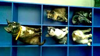 Sideways cats on shelf