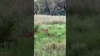 Nature is the Hunters best Cinema! Doe with fawns at less than 10 meters!