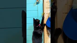 One of the most beautiful and funniest cat videos #cat #cute #catlover #animals #kitten #chat