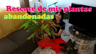 Trasplantando y chismeando| Rescate de helecho y qué caras están las plantas en Tijuana