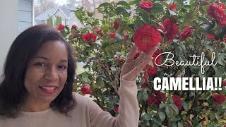 The Ultimate Guide to Caring for CAMELLIA in Pots or Flowerbeds