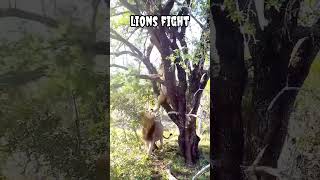 Lions fight #shorts #viral #trending #animals