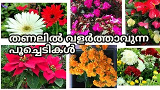 Top 6 Amazing Shade loving flowering plants🔥 || Best flowering plants in India || Salu koshy /