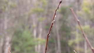 Stone Flies February 23rd on The Stretch