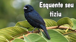 ESQUENTE SEU TIZIU EM 15 MINUTOS (2018)