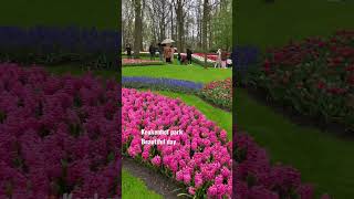 As always: beautiful and stunning. Keukenhof park in the Netherlands. Love this country.