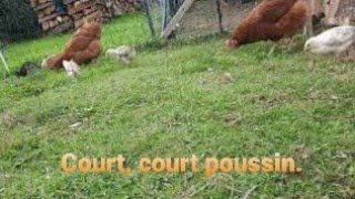 Court, court poussin, va rejoindre mère poule.