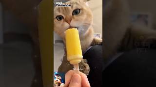 FUNNY CATS VIDEO COLLECTION 😹 #cat #cats #cute #cutecat #shorts