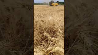 GRANO DURO 2024 | ANTALIS | New Holland CX6.80 + BARRA CRESSONI #shortvideo #agricoltura #farming