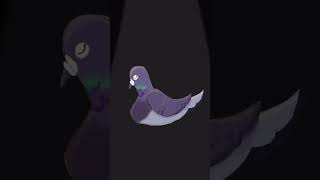 meet the mother pigeon in my garden: madame octavia-grey #animation #pigeon #meme