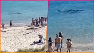 Shocking moment huge shark swims in shallow waters just metres from Spain's most popular holiday