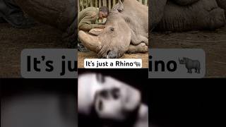 It’s Just A Rhino 🦏 😢