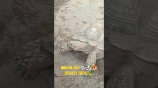 Biggest Turtle 🐢 Bhopal zoo.. #zoo #turtle #biggest #turtles #shortsfeed #animalshorts #animals