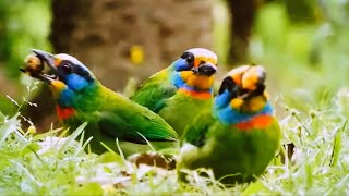 Taiwan Barbet, a native bird, five contrasting colors create a striking look