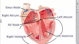 Introducing Ventricular Rhythms