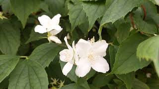 fragrant white flower on the road side