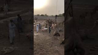 Camel loading 😱😱😱#camel #animals #youtubeshorts #shorts