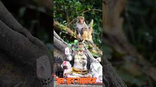 hay Prabhu #comedy #funny #memes #animals #shiv #teacherless1m #funnymemes #monkey