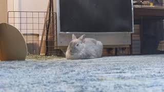 POV: you just got clapped by a rabbit