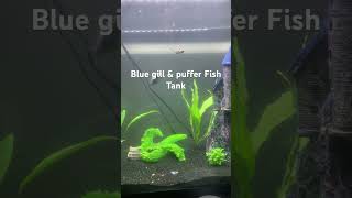 Blue gill & puffer Fish Tank #fishing #aquarium #nature