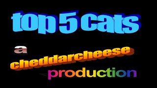 top 5 cats!!!1!!