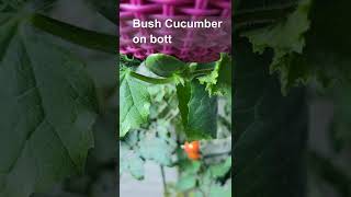 How to grow cucumber under and tomatoes on top hanger container #shorts