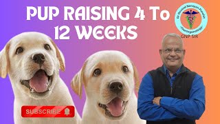 Mastering Puppy Parenthood: Essential Guide from 4 to 12 Weeks | GNP Sir