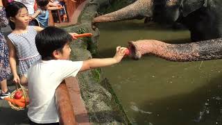 Elephant Feeding in Singapore Zoo - Unforgetable!