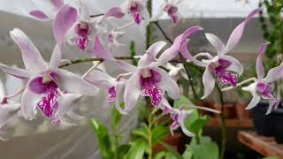 CANTIKNYA BUNGA ANGGREK DENDROBIUM