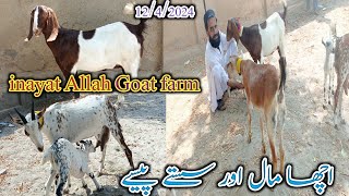 inayat Allah Goat farm | goat milkng | normal Reat | date 12/04/2024