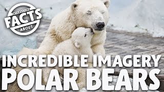 Incredible Imagery Polar Bears