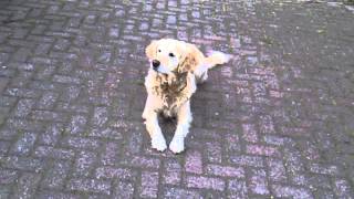 Dog transforms into a guy with a cap !