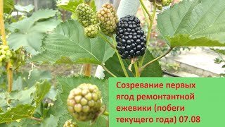 Созревание первых ягод ремонтантной ежевики